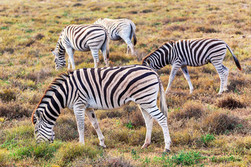 Fototapeta na wymiar Zebras eating grass in Addo National Park, South Africa