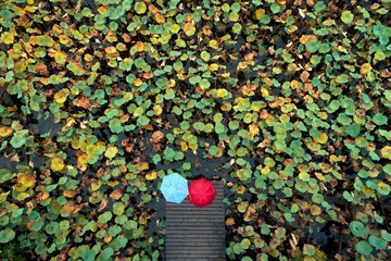 Autumn lotus pond