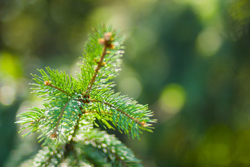 Christmas tree branches on blurred background. Spruce needles on green background with bokeh. Blank for Christmas cards. Coniferous forest on sunny day