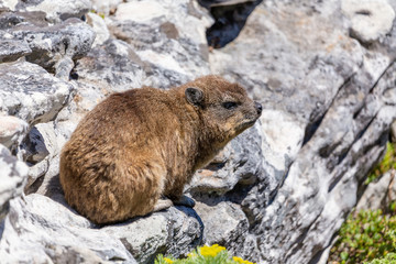 Close up shot of a rock hyrax or dassie on top of Table Mountain, cape Town South Africa