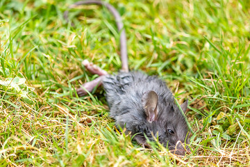 summer green grass with dying gray rat