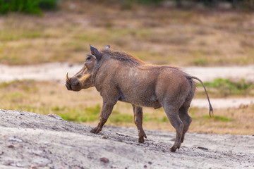 Wild warthog walking in Addo National park, South Africa