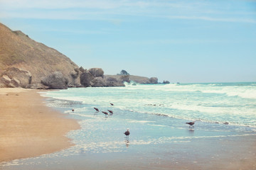 Seagulls in the surf