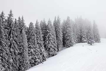 Frozen snow-covered spruce forest in fog and snowy slope