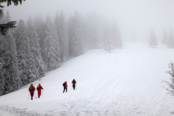 Hikers go up on snowy slope in snow-covered spruce forest at haze