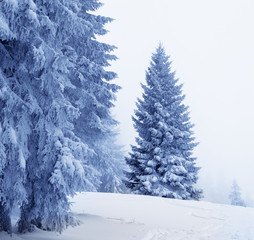 Frozen snow-covered fir in magic forest after snowfall