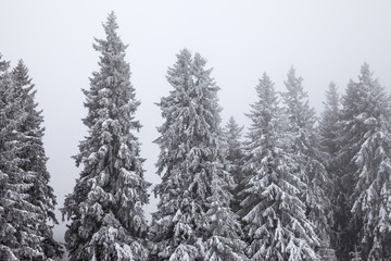 Frozen snow-covered fir forest after snowfall and gray sky