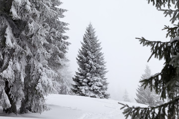 Frozen snow-covered spruce forest after snowfall and gray sky in fog at winter day