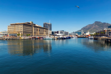 Fototapeta na wymiar Cape Town harbour view with yachts and boats and a seagull flying