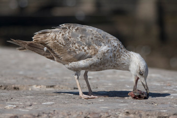 mewa jedząca głowę ryby w porcie rybackim © Miroslaw