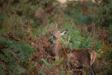 Stunning portrait of red deer hind in colorful Autumn forest landscape