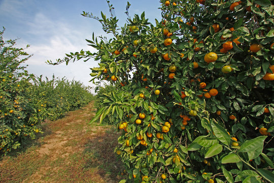 Meyveleri olgunlaşmış mandalina ağaçları 