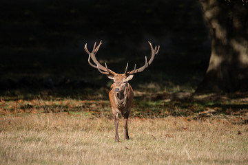 Beautiful portrait of red deer stag Cervus Elaphus in colorful Autumn Fall woodland landscape