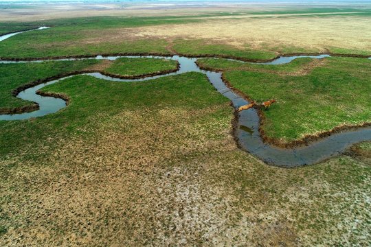 Nature Reserve Of Milu Deer Wetland, Dafeng District, Yancheng City, Jiangsu Province, China