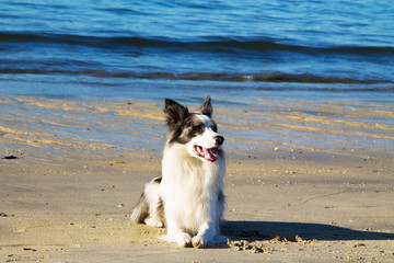 Black and white border collie dog