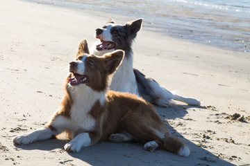 border collie dogs couple on the beach