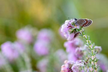 Plebejus argus photographed during the early morning, when they are still under the dew, waiting for some sunbeams to dry up and to fly.