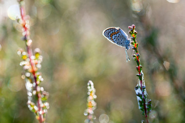 Fototapeta premium Plebejus argus photographed during the early morning, when they are still under the dew, waiting for some sunbeams to dry up and to fly.