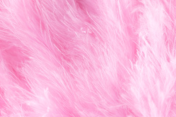 Pink bird feathers in soft and blur style, Fluffy feather background