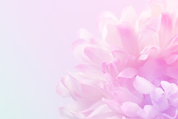 Chrysanthemum flowers in soft pastel color and blur style for background