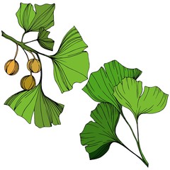 Vector Isolated ginkgo illustration element. Green leaf. Plant botanical garden floral foliage. Green engraved ink art.