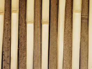 Coupes verticales de tiges de bambous (Phyllostachys)