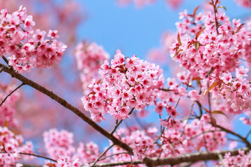 Wild Himalayan Cherry Blossoms in spring season (Prunus cerasoides), Sakura in Thailand, selective focus, Phu Lom Lo, Loei, Thailand.