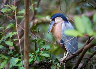 Boat-billed heron, Cochlearius cochlearius, nocturnal bird from heron family standing on mangrove roots against muddy river bank. Nocturnal bird with massive broad scoop-like bill, Tarcoles,Costa Rica