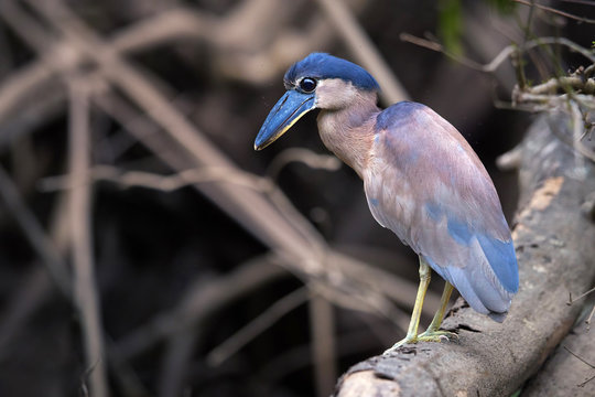 Boat-billed heron, Cochlearius cochlearius, nocturnal bird from heron family standing on mangrove roots against muddy river bank. Nocturnal bird with massive broad scoop-like bill, Tarcoles,Costa Rica