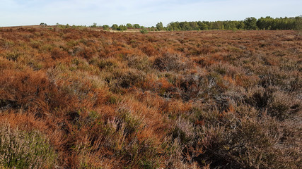 Dying heath due to drought, Maasduinen National Park, Limburg, Netherlands © roelmeijer