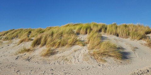 Sand dune partly covered with Marram grass; Zeeland, Netherlands