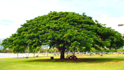 この木なんの木