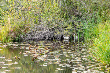 two white ducks trying to hide under low bush