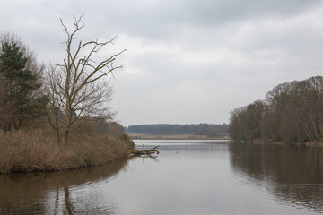 Winter view of tress and lake gray day