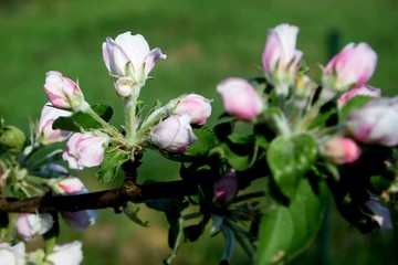 apple tree flower