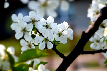 cherry tree spring