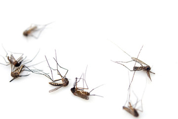 The dead mosquito remains isolated on a white background for graphic design.Insects that carry dengue fever to people.Epidemics found in tropical countries.