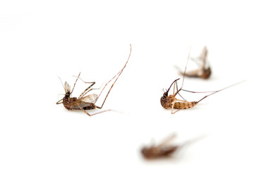 The dead mosquito remains isolated on a white background for graphic design.Insects that carry...