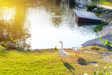 White swans at waterside with sunlight