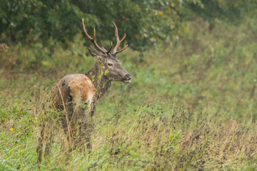 Red deer (Cervus elaphus) in a meadow near the forest during the rut
