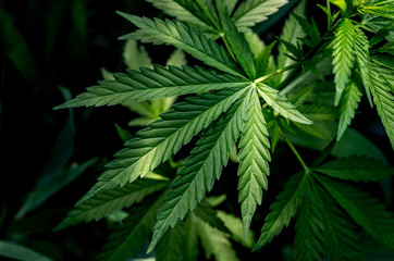 A plant of marijuana on a blurred natural background. Selective focus.