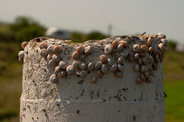 Colonies of snails on a concrete pole. Aestivation in the summer in drought conditions. A herd of sleeping snails. Strategic height, in the life of land mollusks.