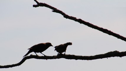 Red-winged Blackbird during afternoon at marsh in Ontario, Canada