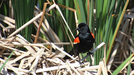 Red-winged Blackbird during afternoon at marsh in Ontario, Canada