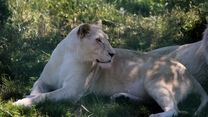 Fototapeta na wymiar White Lion