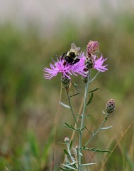 bee on a flower