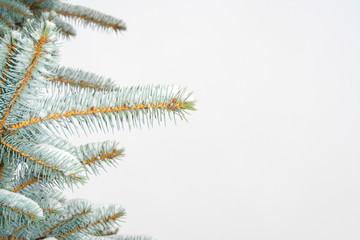 Spruce branches covered with snow rime. copy space for text.
