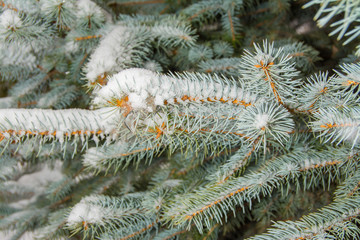 Naklejka na ściany i meble Spruce branches covered with snow rime. Winter background.