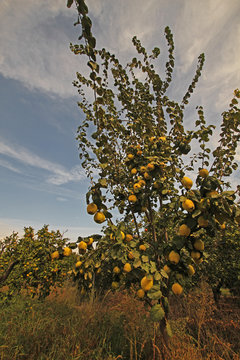 Meyveleri olgunlaşmış ayva ağacı 