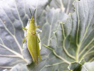 Green grasshopper